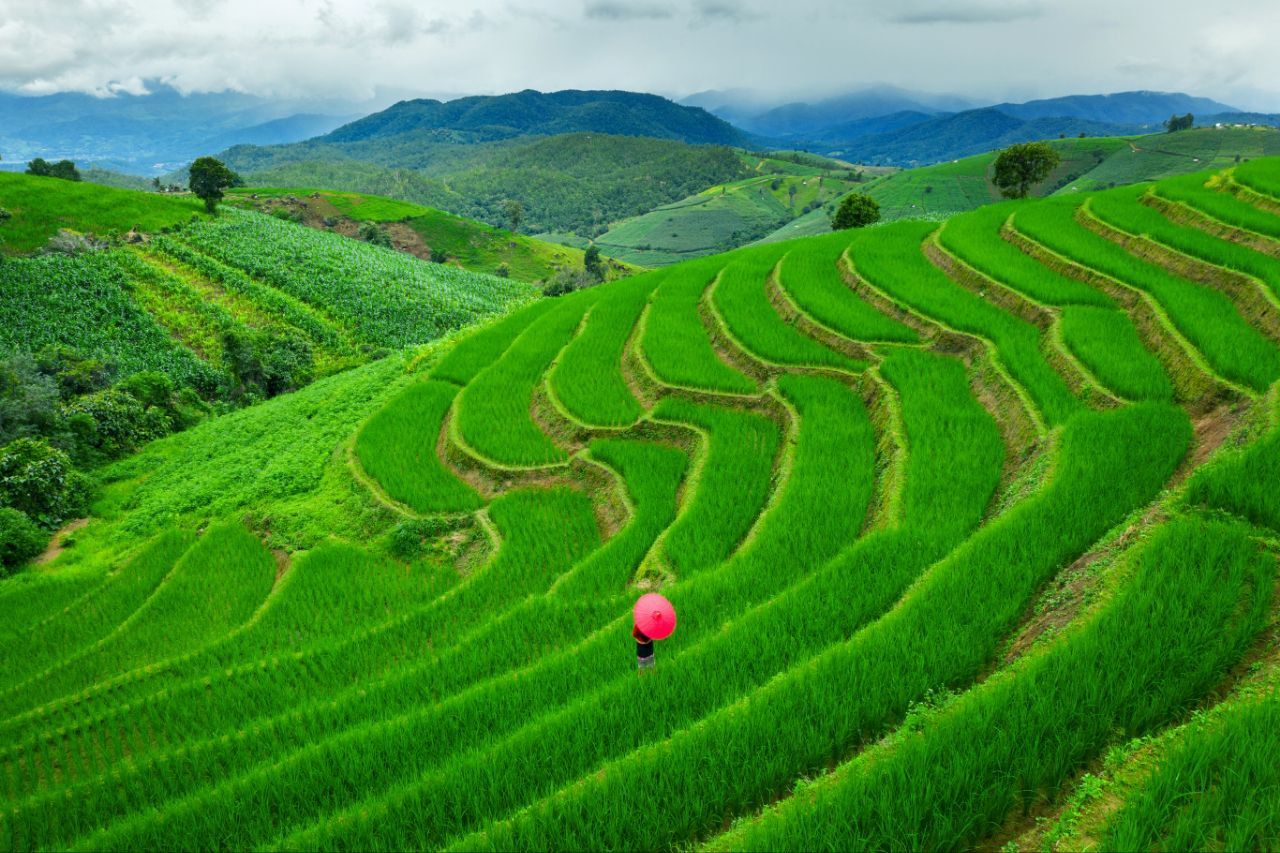 5 Arti Mimpi Berjalan di Tengah Sawah Menurut Primbon Jawa