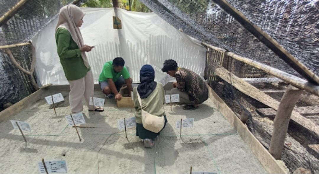Mahasiswa KKN UGM Di Polewali Kembangkan Alat Pemantau Suhu Sarang Penyu di Pantai Ba’batoa