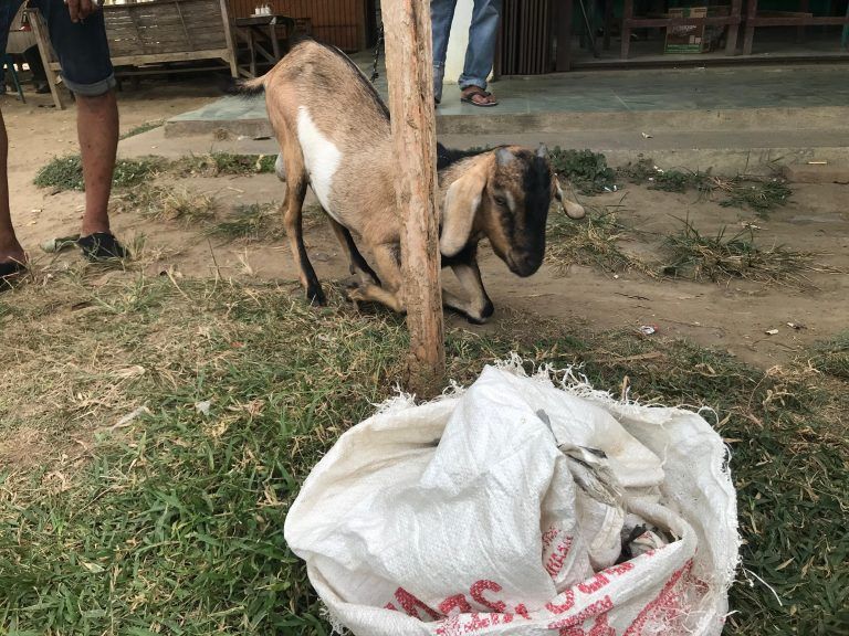 Kompak! Warga Tangkap Pencuri Ternak dan Serahkan ke Polsek Baitussalam