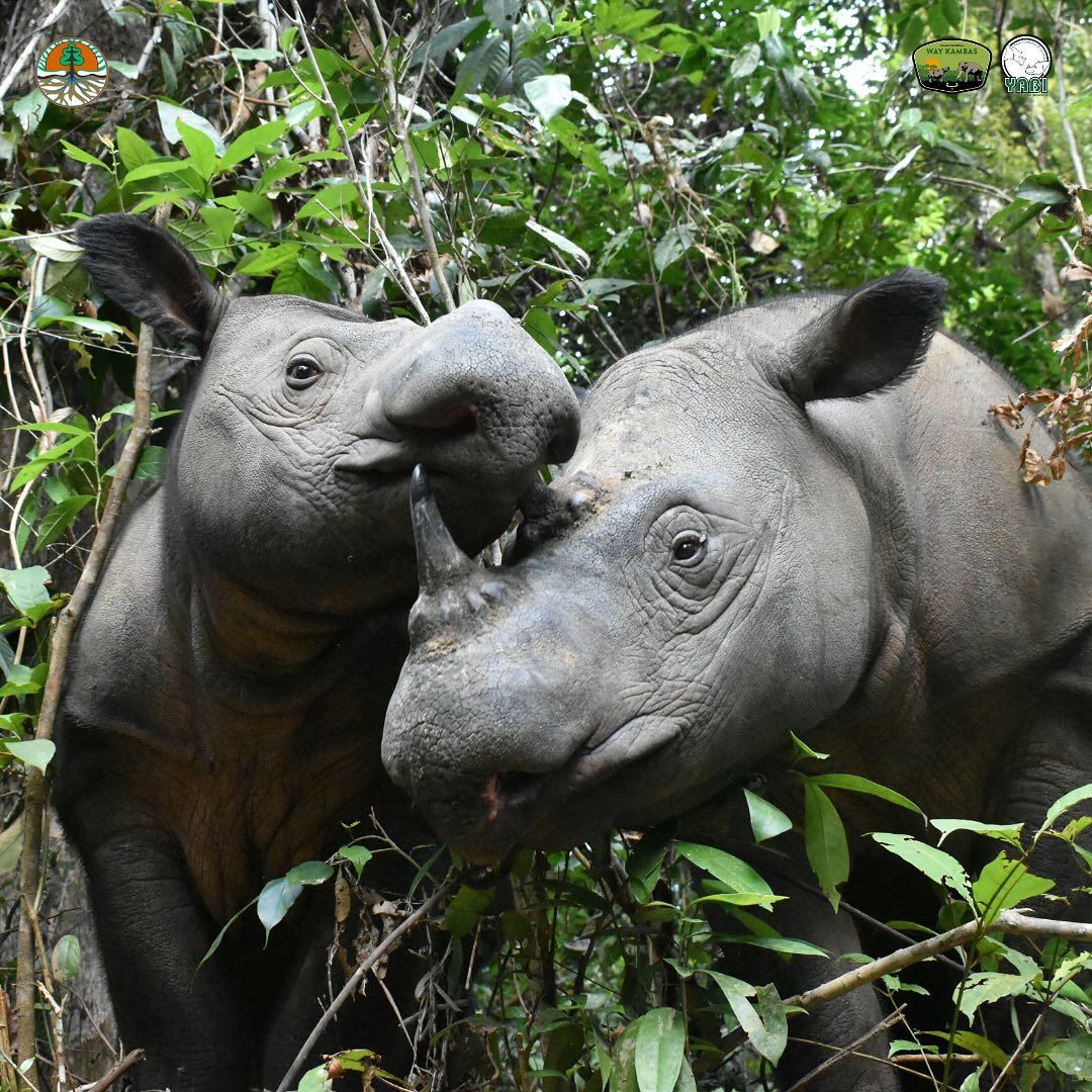 Mengenal Taman Nasional Way Kambas, Pusat Konservasi Gajah Sumatera