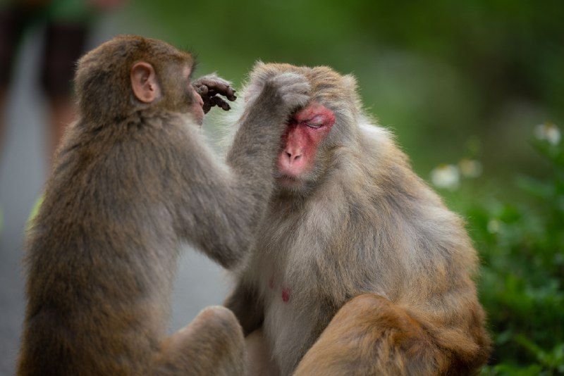 5 Arti Mimpi Melihat Monyet menurut Primbon Jawa, Pertanda Apa?