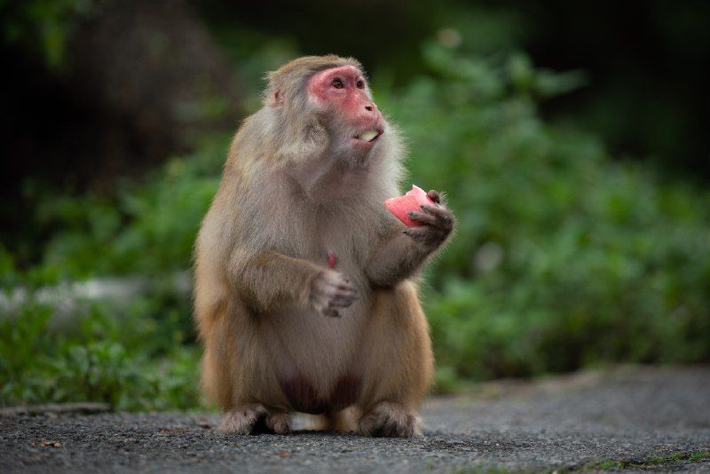 5 Arti Mimpi Dikejar Monyet menurut Primbon Jawa, Pertanda Apa Ya?