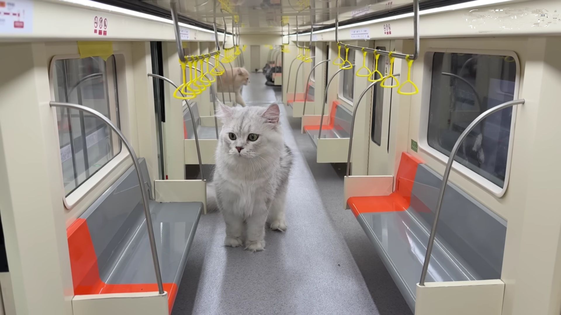 YouTuber di Cina Bikin Stasiun Bawah Tanah Khusus Kucing dalam Waktu 4 Bulan