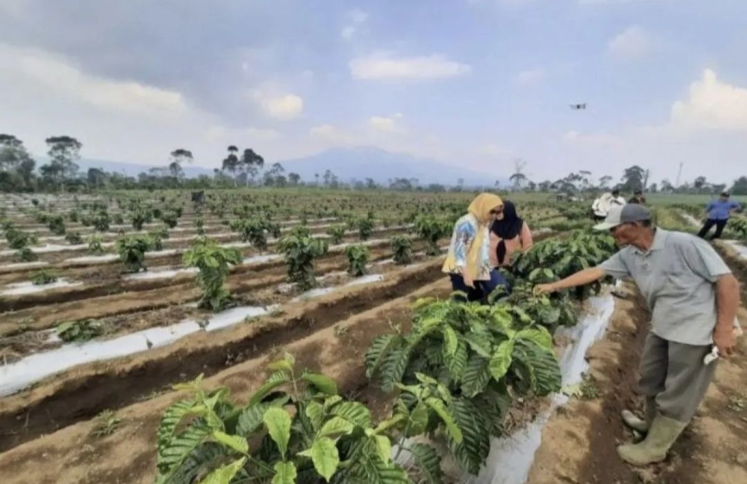 Pemprov Lampung Tingkatkan Produksi Kopi Robusta Lewat Inovasi Budidaya Sistem Pagar