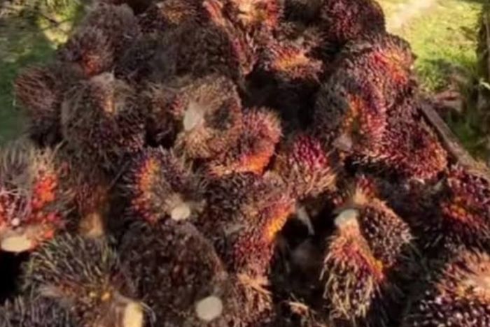 Harga TBS Kelapa Sawit di Batanghari Tembus Rp 3.639 per Kilogram
