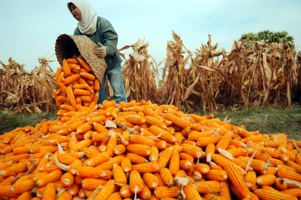 Dukung Ketahanan Pangan, Bulog Sumut Serap 110 Ton Jagung Pipil