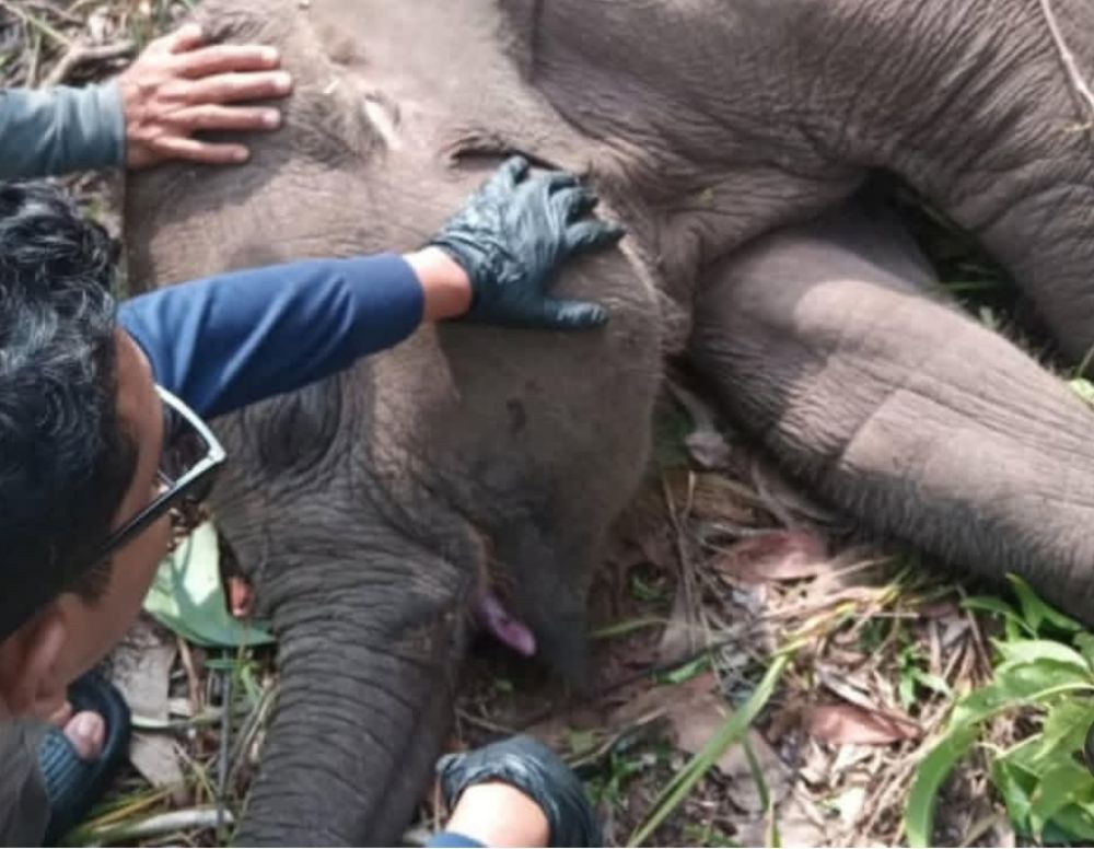 Gajah Tari Mati di TNTN Riau