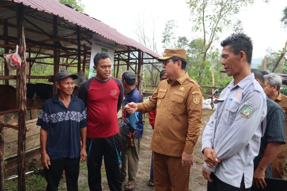 Tingkatkan Kesejahteraan Peternak, Bupati Beltim Serahkan 12 Sapi Bantuan APBD II untuk Kelompok Ternak Mang Jaya