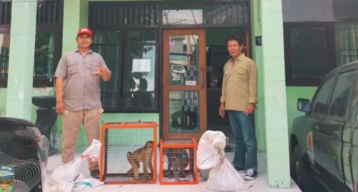 Ragam Kisah Enam Satwa Liar di Madiun yang Diserahkan ke BBKSDA Jawa Timur