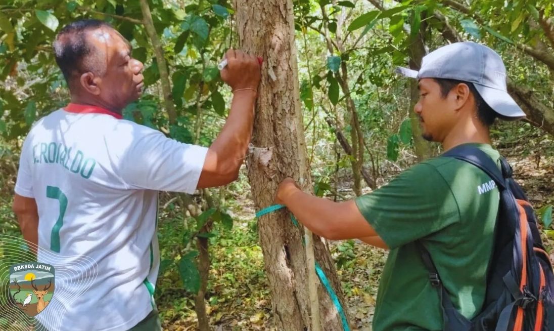 BBKSDA Jatim Beri Tanda Khusus pada 1.607 Pohon di Pulau Saobi, Untuk Apa?
