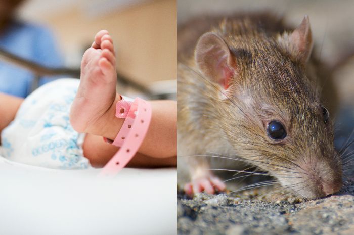 Kisah Memilukan Bayi Baru Lahir di India yang Tewas karena Digigit Tikus di Rumah Sakit