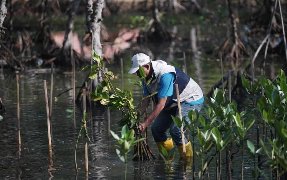 Pemkab Batang Tanam Mangrove untuk Cegah Abrasi Pesisir