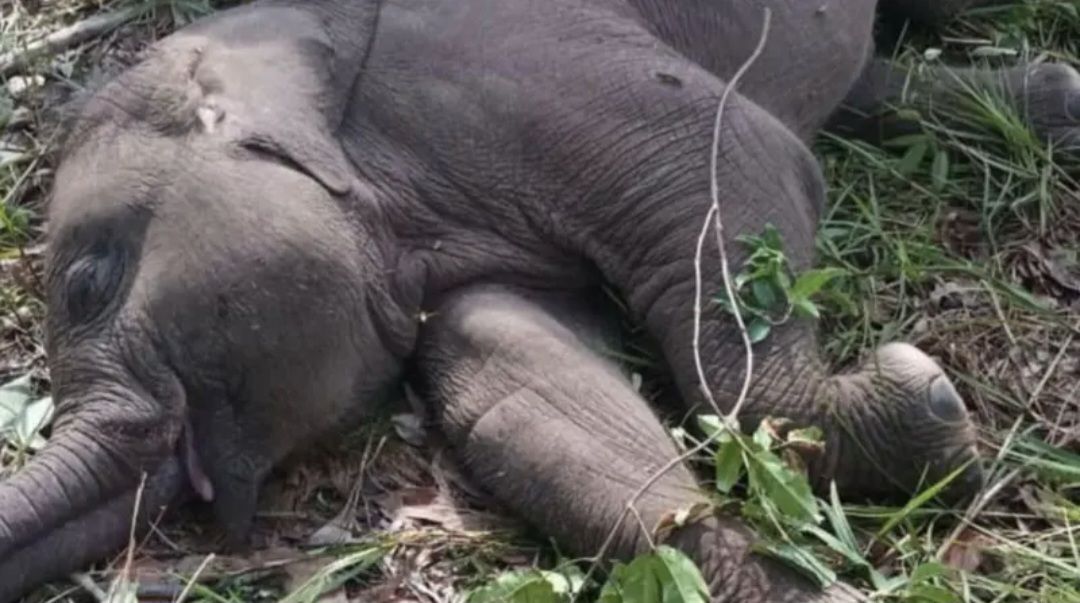 Diduga Terjangkit Virus Mematikan, Anak Gajah di Tesso Nilo Mati Mendadak, Guru Besar UGM Sampaikan Hal Ini Ini