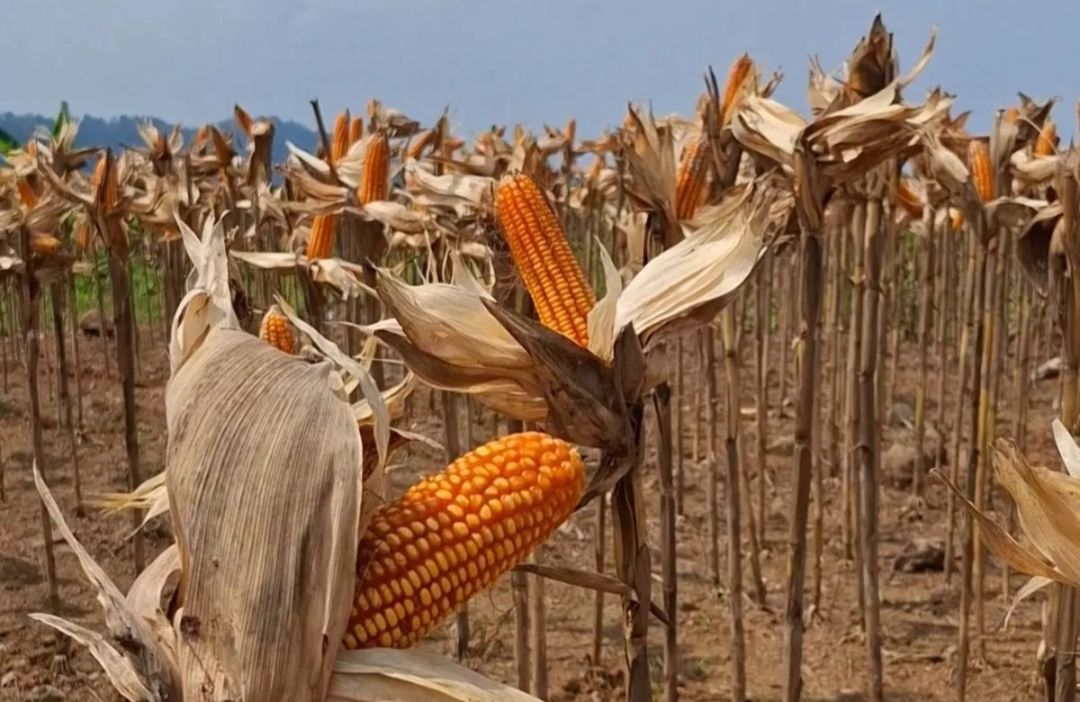 Pemprov Lampung Dorong Petani Alih Tanam dari Singkong ke Jagung