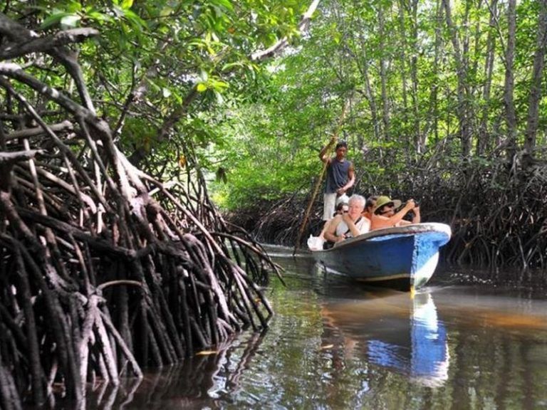 Keunikan Wisata Hutan Mangrove, Destinasi Hits di Bangka Tengah, Nikmati Sensasi Bak Mengarungi Hutan Amazon