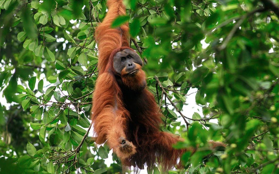 Kata Guru Besar UGM Soal Penelitian Orangutan Punya Gaya Hidup Sehat Dibanding Manusia