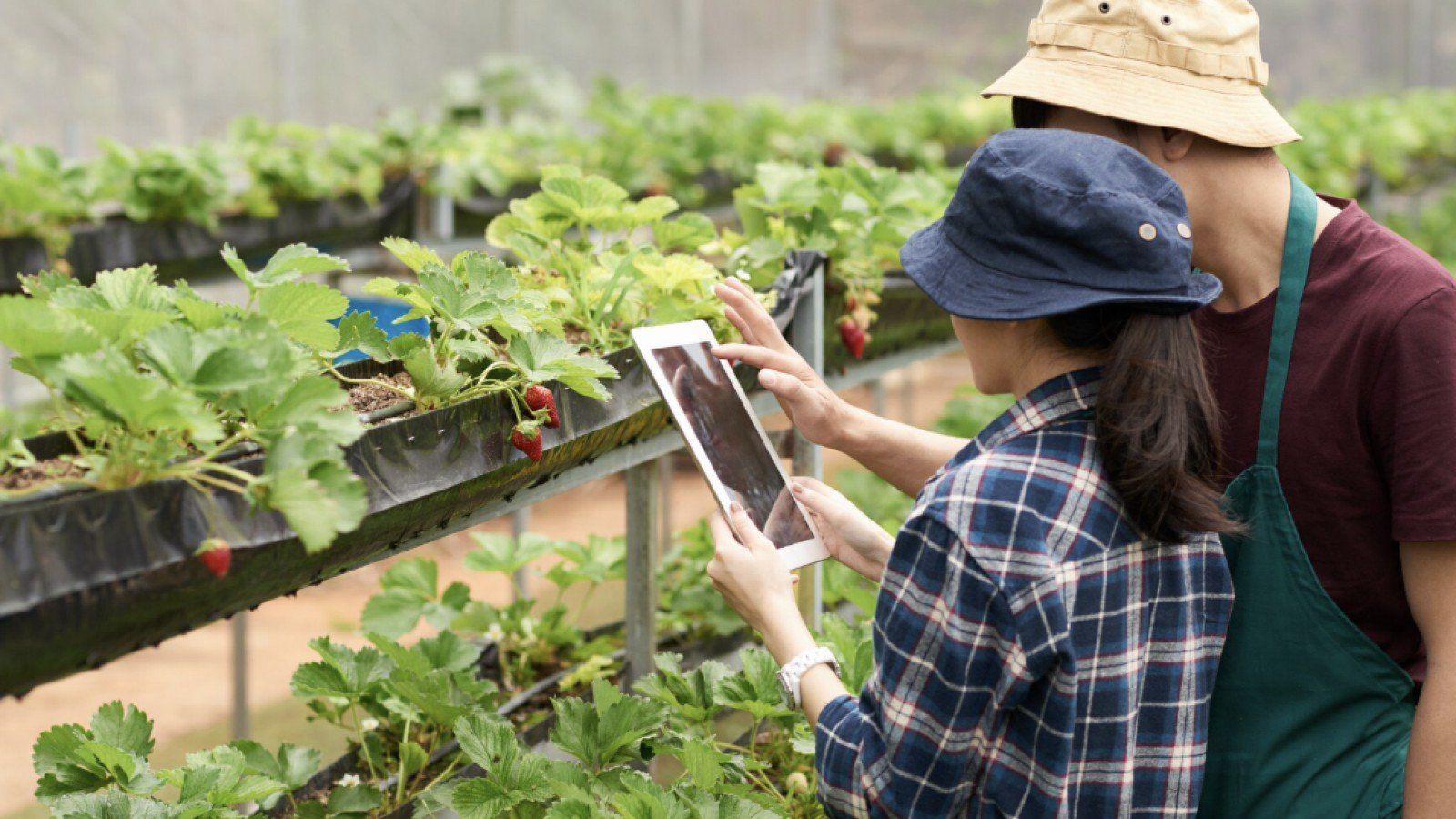 Urban Farming: Masa Depan Pertanian yang Ramah Kota