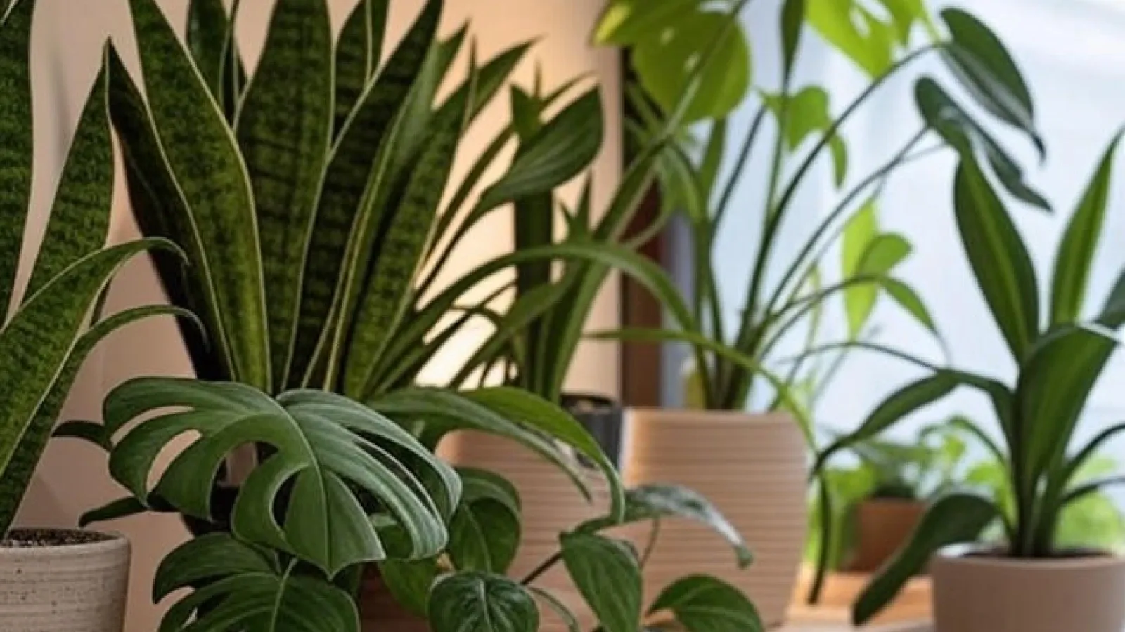 Tanaman Indoor Ideal untuk Mempercantik Ruangan Anda