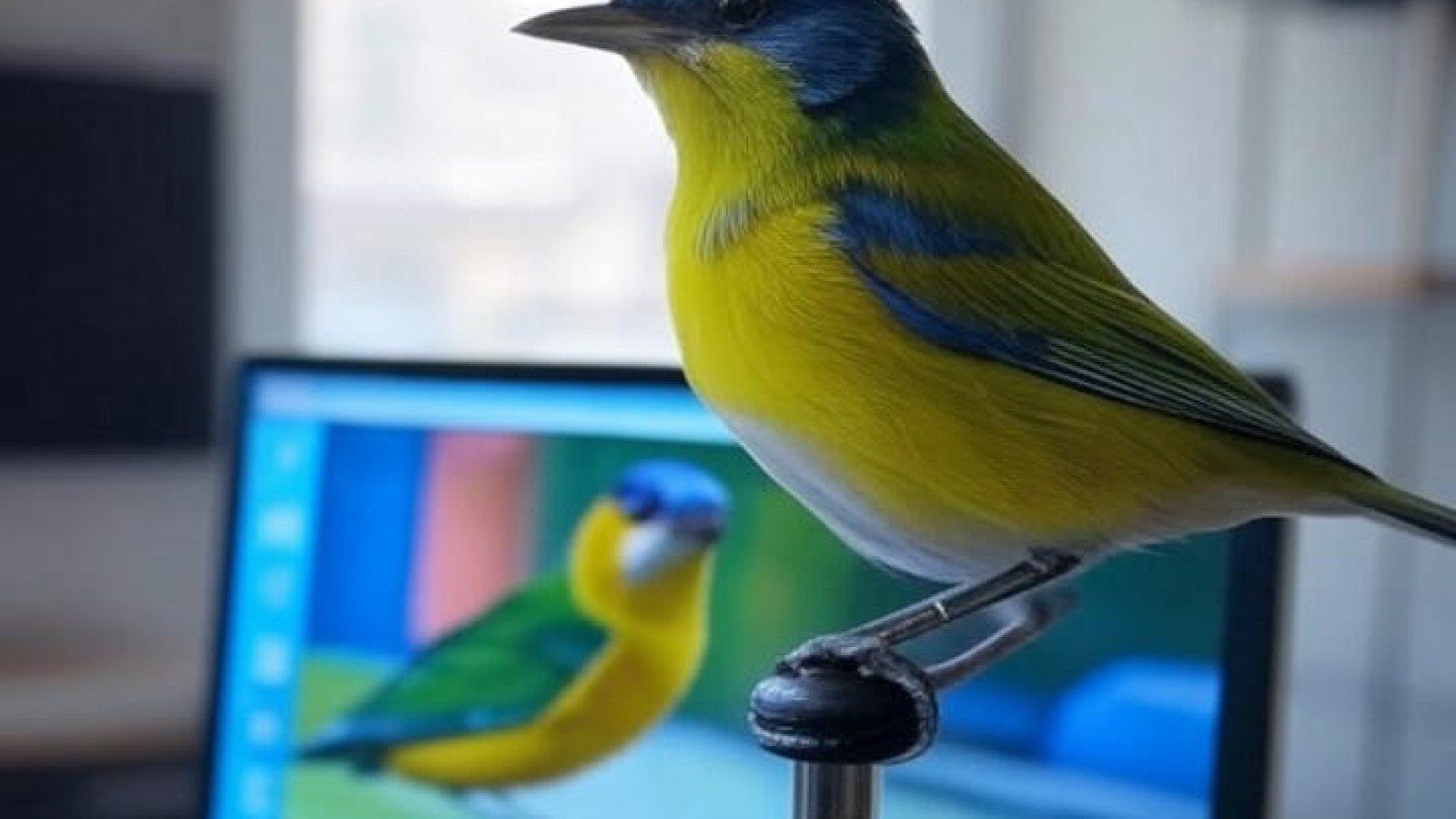 Perkembangan Hobi Burung Kicau di Era Digital