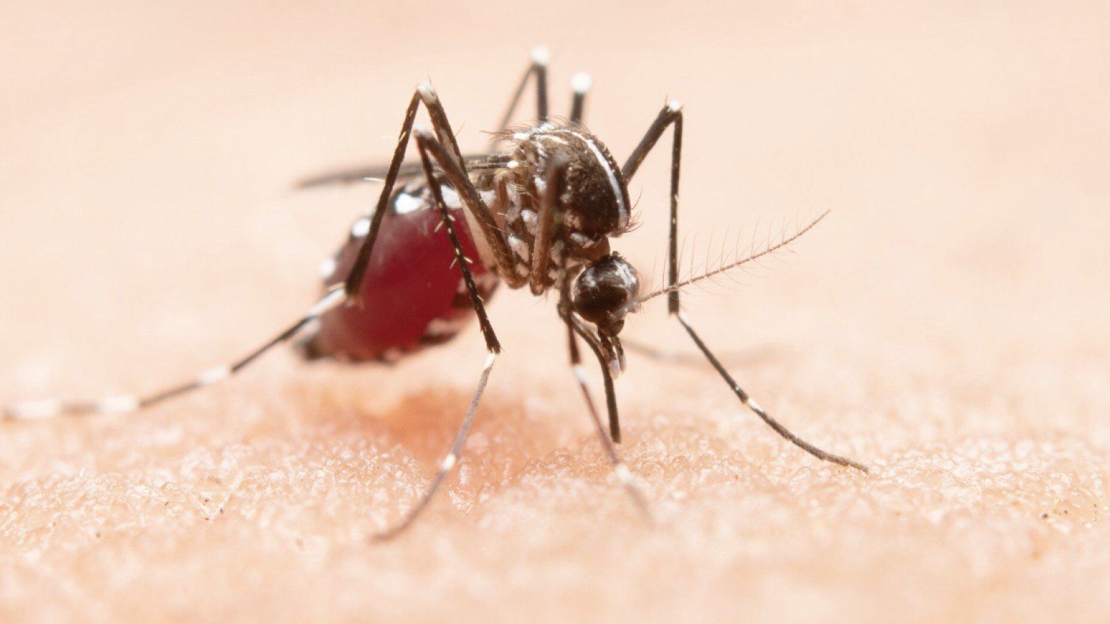 Mengenal Demam Berdarah Dengue: Gejala, Penyebab, dan Pencegahan