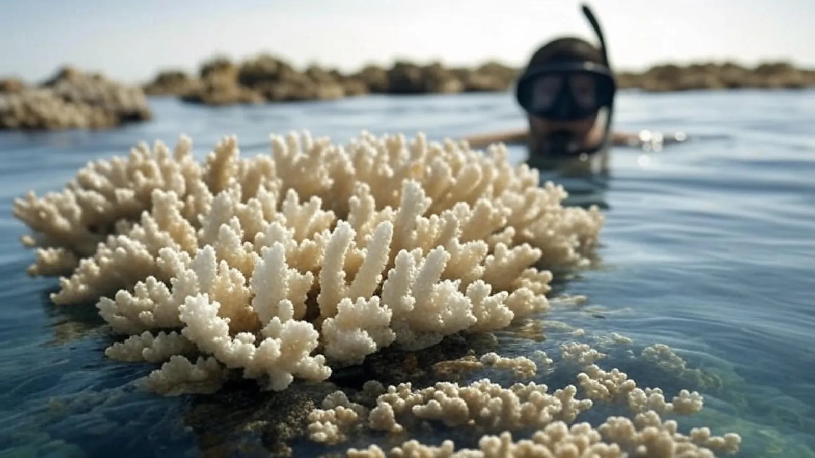 Coral Bleaching: Tantangan dan Kesadaran dalam Snorkeling di Indonesia