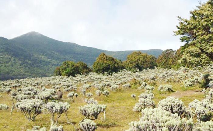 Pohon Bisa Kasih Tahu Kapan Terjadi Letusan Gunung Berapi, Begini Penjelasannya!