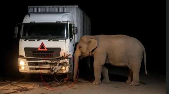 Heboh Induk Gajah Sedih Melihat Kematian Anaknya yang Ditabrak Truk