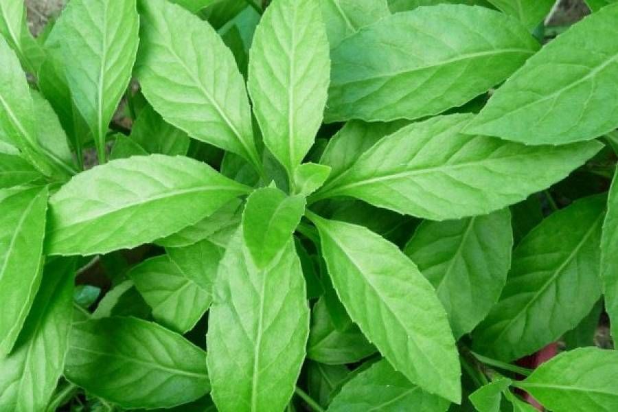 7 Manfaat Daun Sambung Nyawa, Herbal Serbaguna untuk Kesehatan Tubuh
