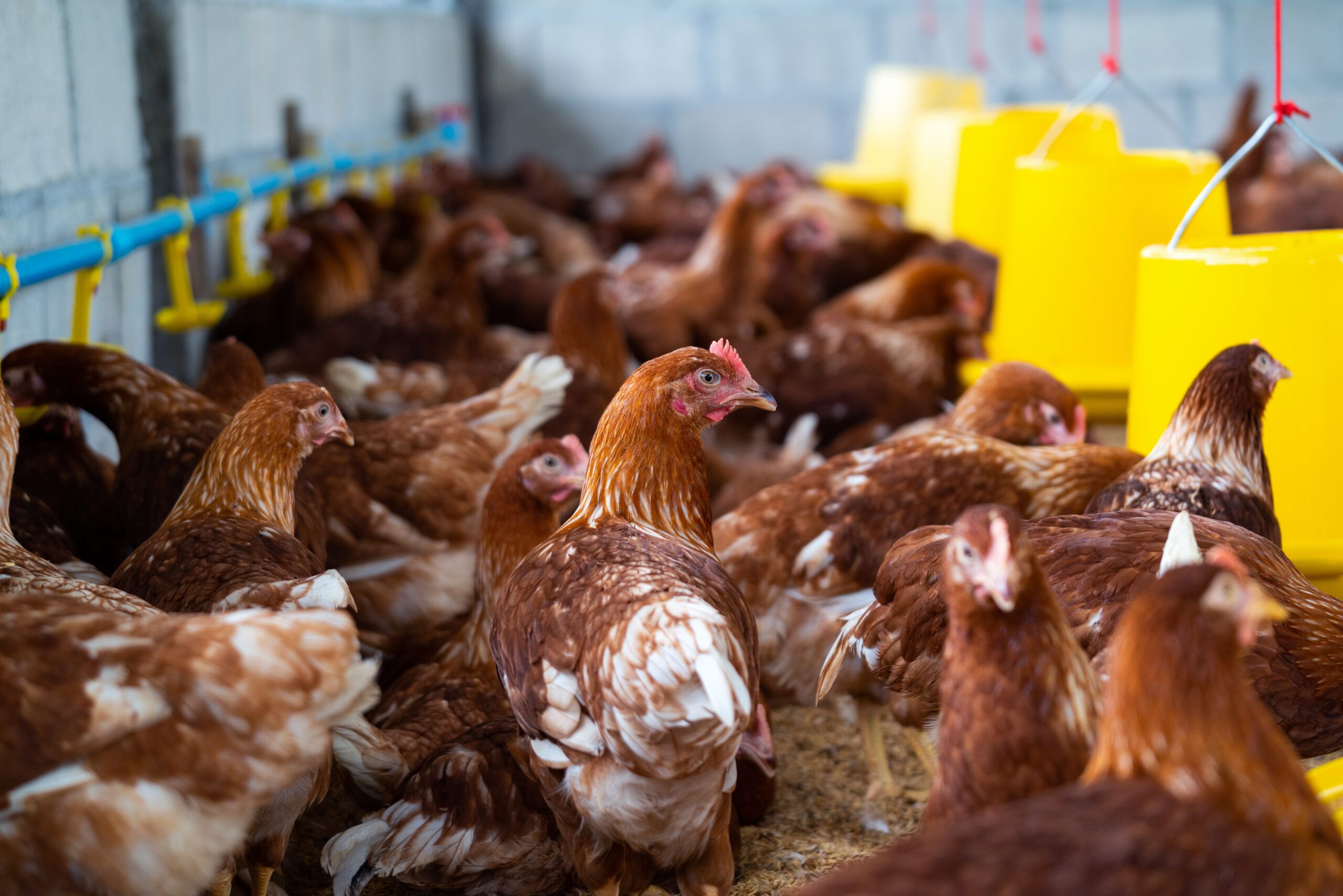 Tiongkok Hentikan Impor Ayam dari Brasil Akibat Flu Burung
