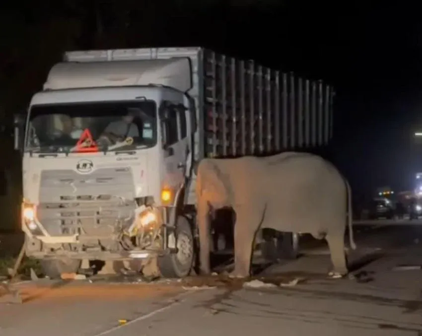 Viral Kesedihan Induk Gajah Saksikan Kematian Anaknya yang Ditabrak Truk Tepat di Hari Ibu