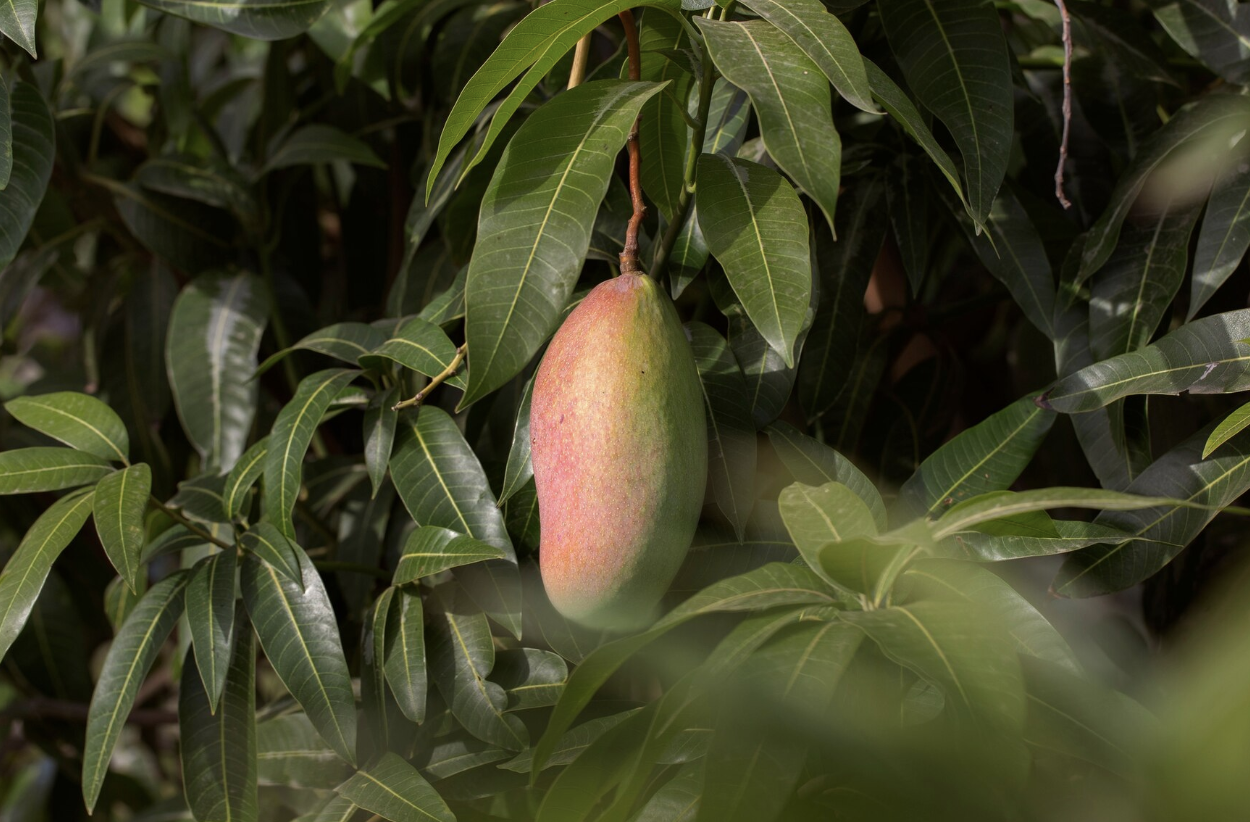 3 Manfaat Daun Mangga, Ampuh Obati Penyakit Diabetes