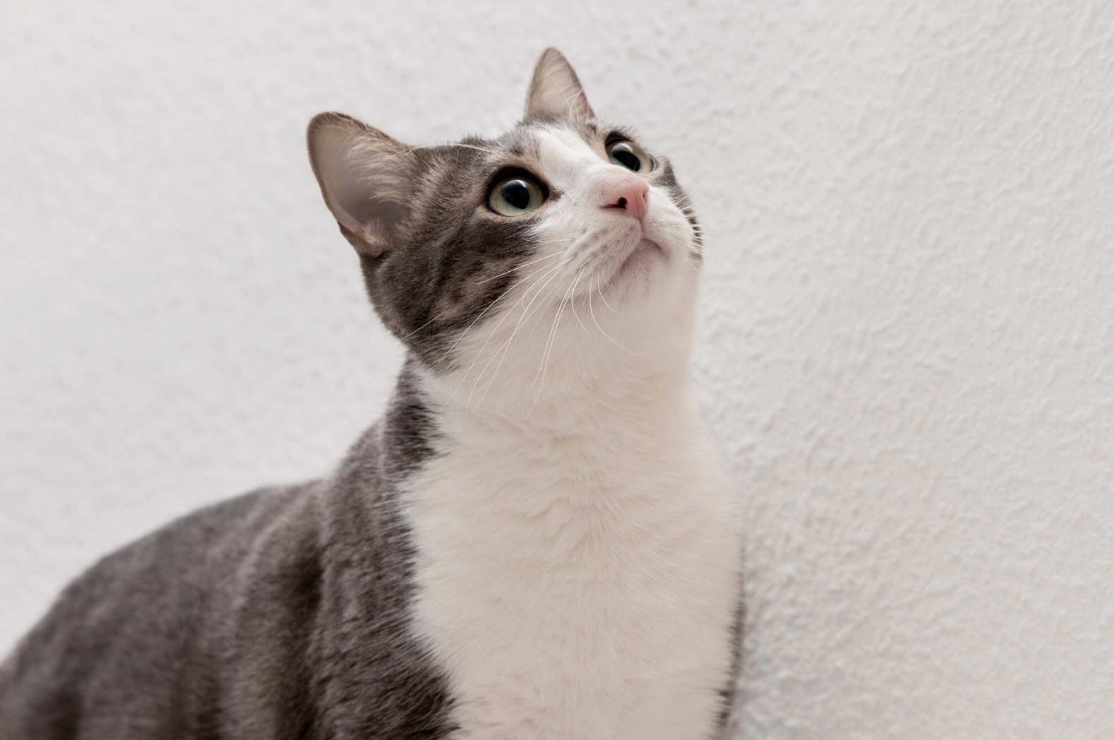 Langkah Mudah Merawat Kucing di Rumah Agar Mereka Tetap Aktif dan Ceria