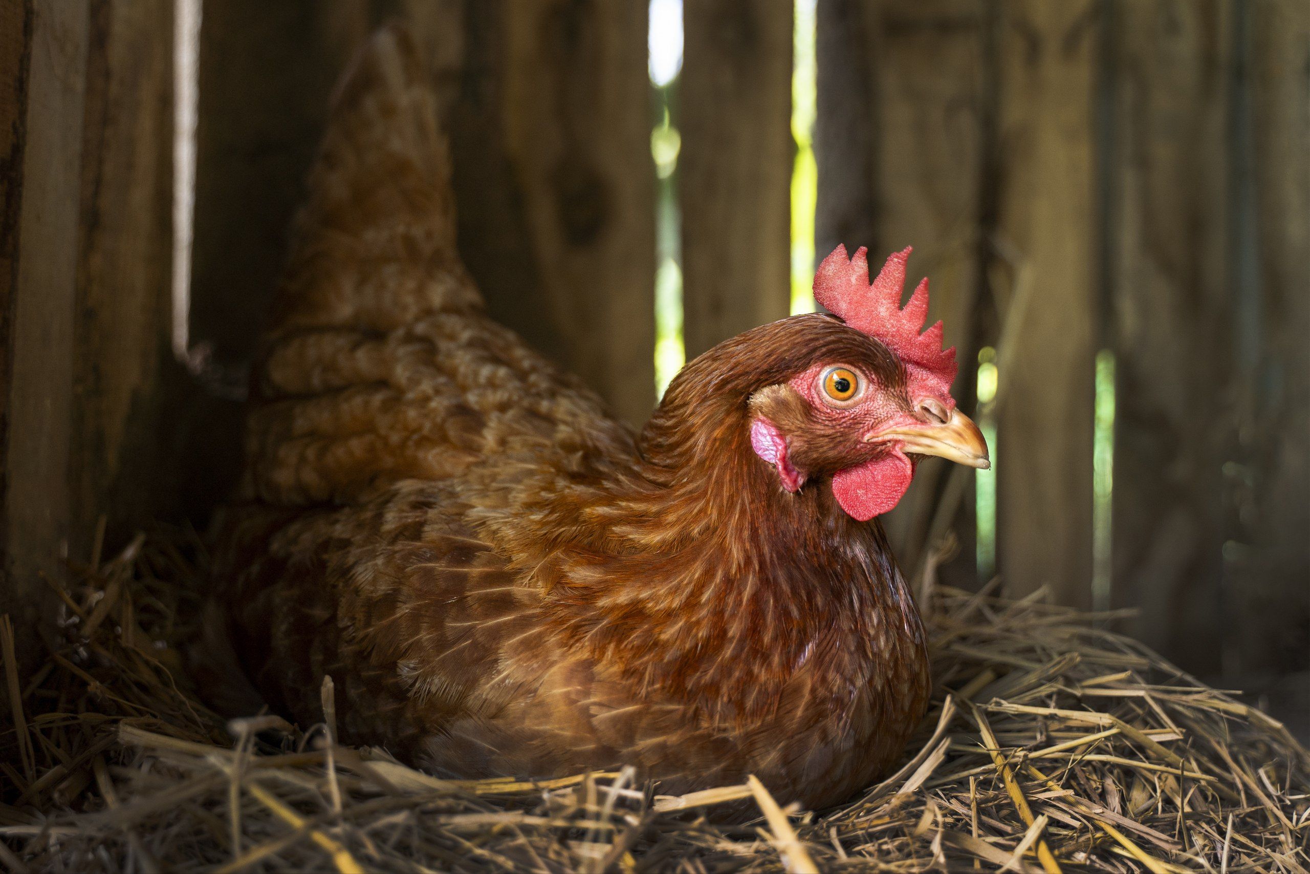 5 Arti Mimpi tentang Ayam menurut Primbon Jawa yang Wajib Kamu Tahu