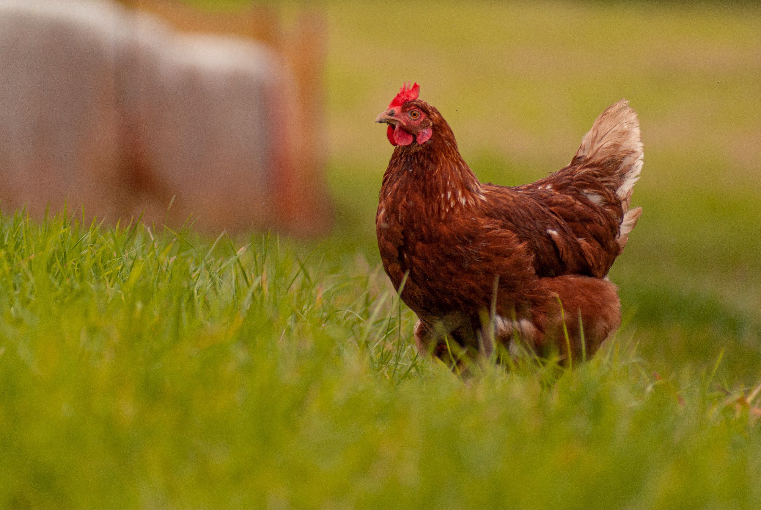 5 Arti Mimpi tentang Ayam menurut Primbon Jawa yang Wajib Kamu Tahu