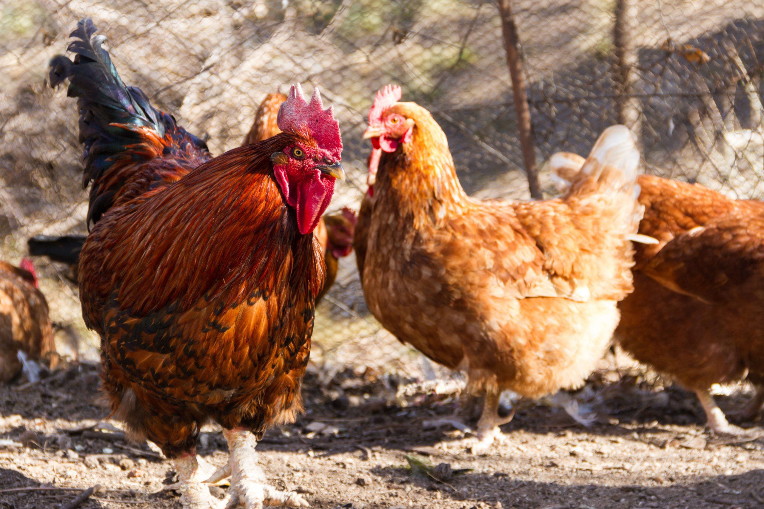 5 Arti Mimpi tentang Ayam menurut Primbon Jawa yang Wajib Kamu Tahu