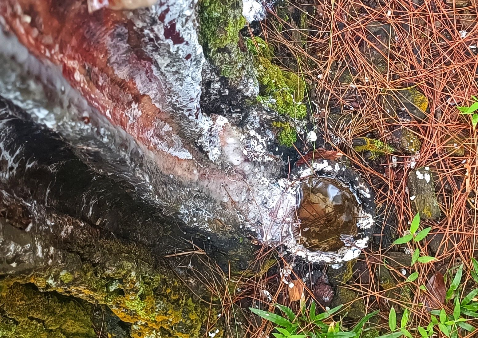 Getah Pinus, Emas Tersembunyi dari Lereng Poncokusumo
