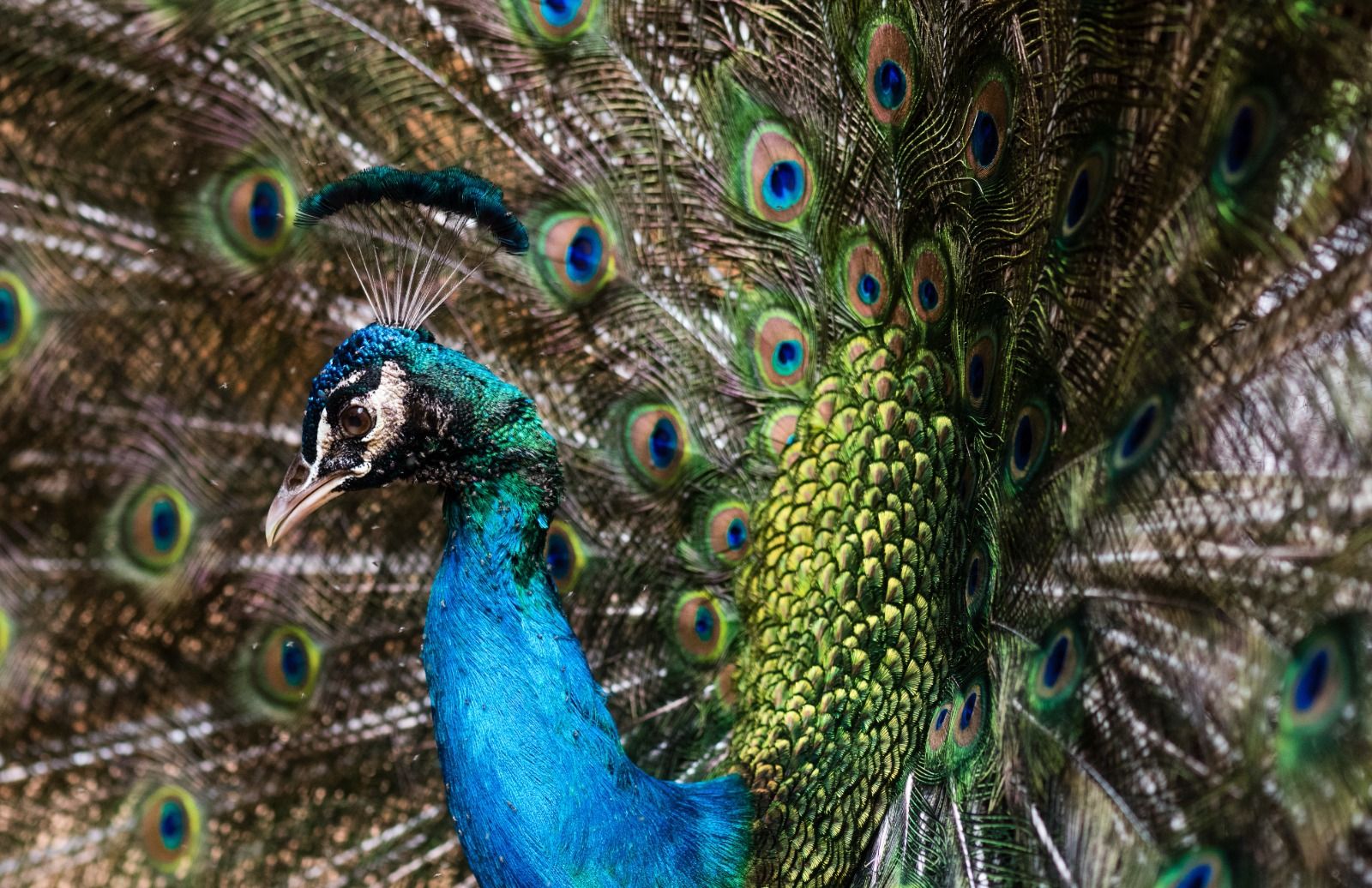 11 Fakta Unik Burung Merak, Si Burung Ekor Megah yang Penuh Pesona