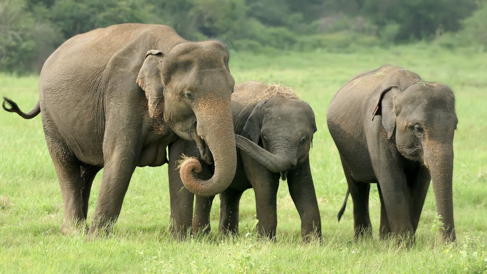 Kehebatan Memori Gajah: Bagaimana Ingatan Mereka Memengaruhi Kehidupan Sosial dan Perlindungan Habitat