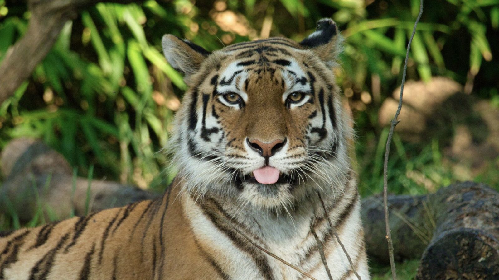 Kondisi Mengkhawatirkan Harimau Sumatra: Ancaman dan Upaya Pelestarian