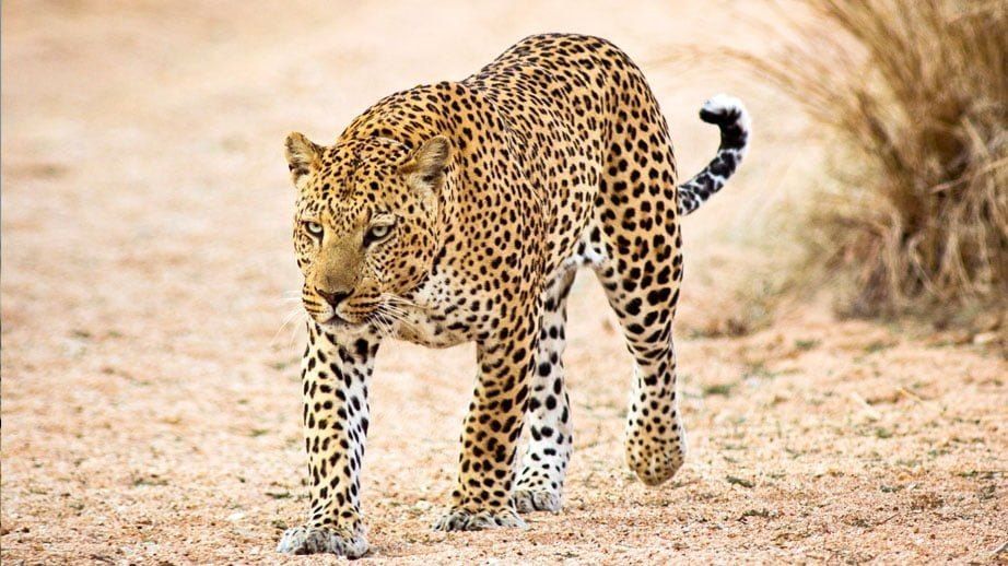5 Arti Mimpi Melihat Macan Tutul Menurut Primbon Jawa, Pertanda Baik?