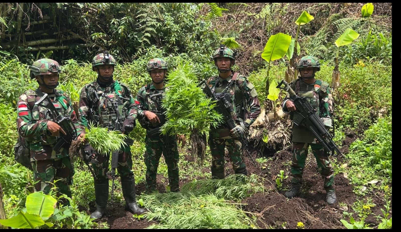 Ganja Tersembunyi di Kebun Ubi: Operasi TNI di Papua Berhasil Ungkap Jaringan Narkoba