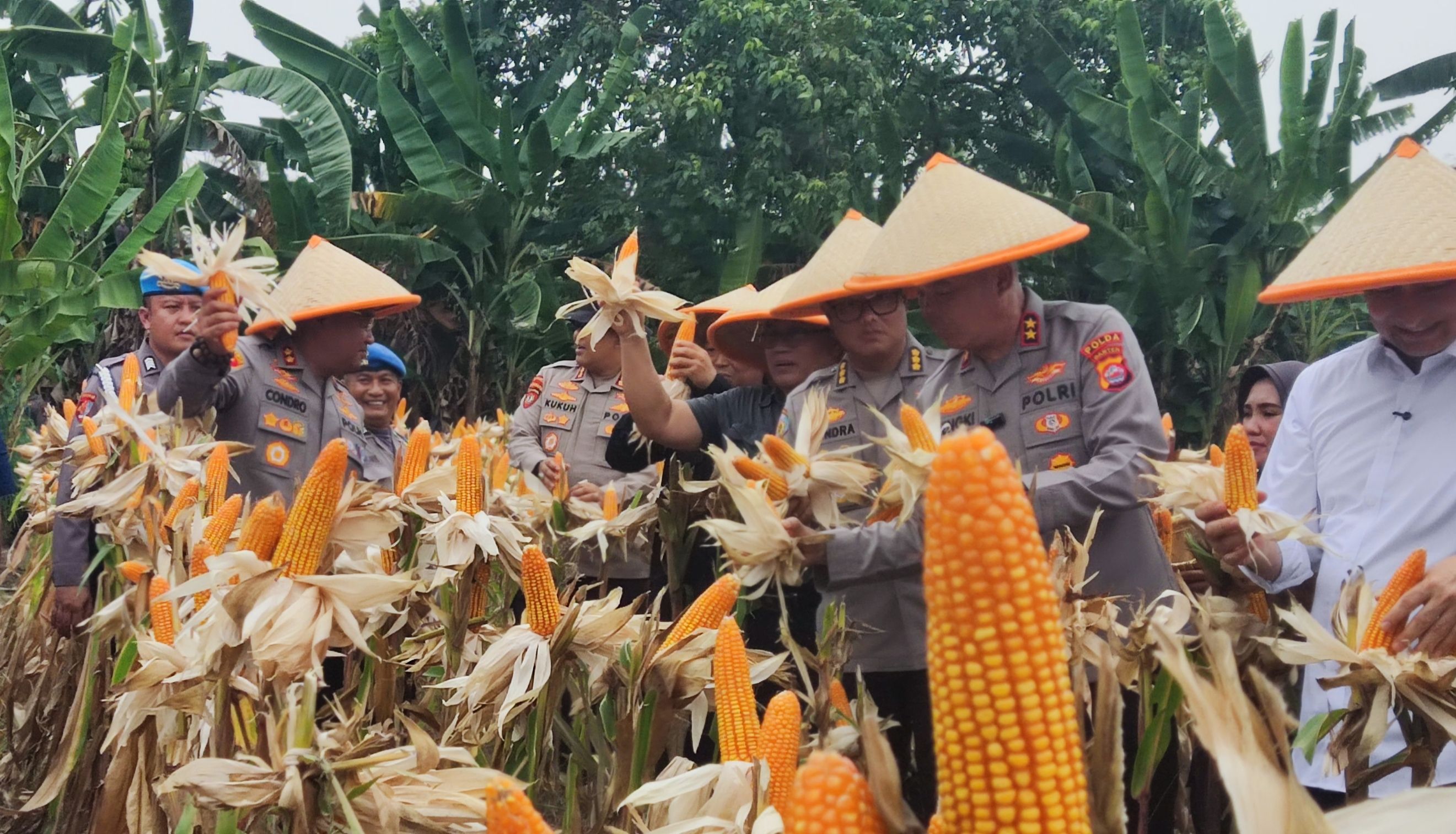 Ulet Dan Tekun Garap Lahan Bersama Petani Kapolres Serang Dinobatkan Sebagai Bapak Jagung Indonesia