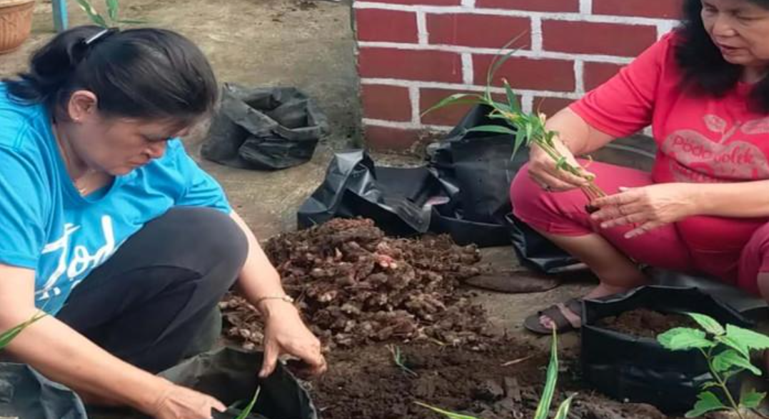 Kota Malang Miliki Kampung Jahe Merah: Urban Farming & Produk Cemilan Jahe sebagai Andalan Baru