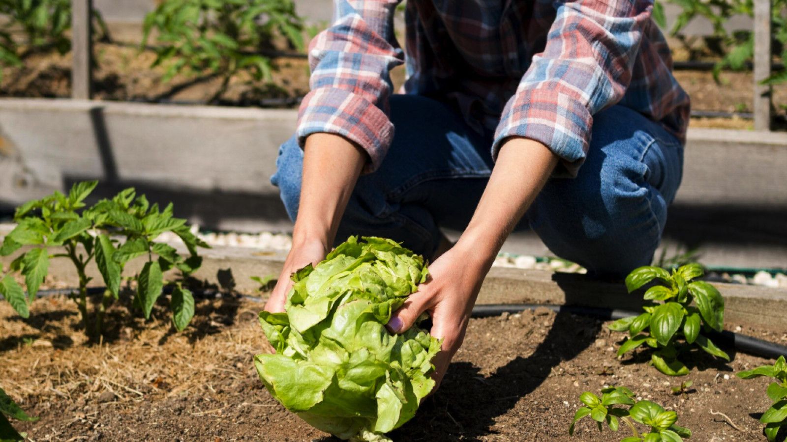 Urban Farming: Solusi Pangan Berkelanjutan di Kawasan Perkotaan