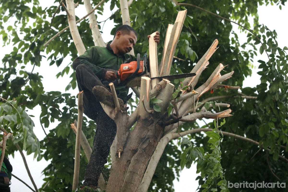 Antisipasi Musim Hujan, Ribuan Pohon Rawan di Jakpus Sudah Dipangkas