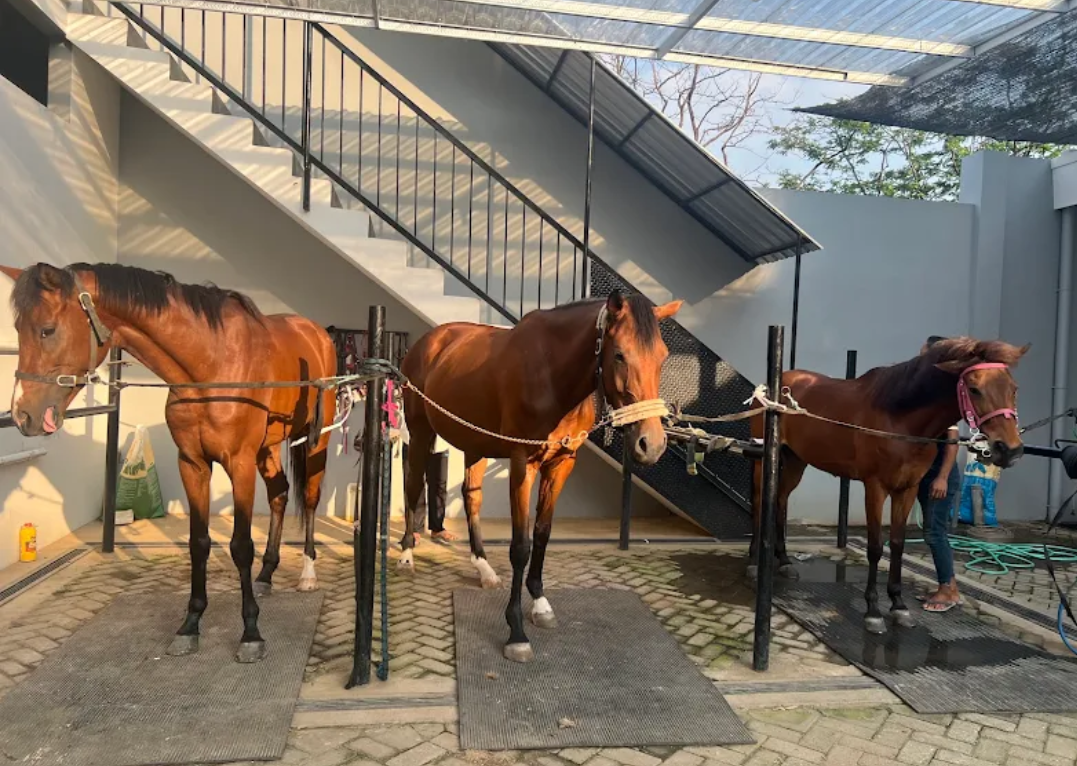 Menyalurkan Hobi Berkuda di Malang: Puncak Joyo Royal Stable Jadi Pilihan Utama