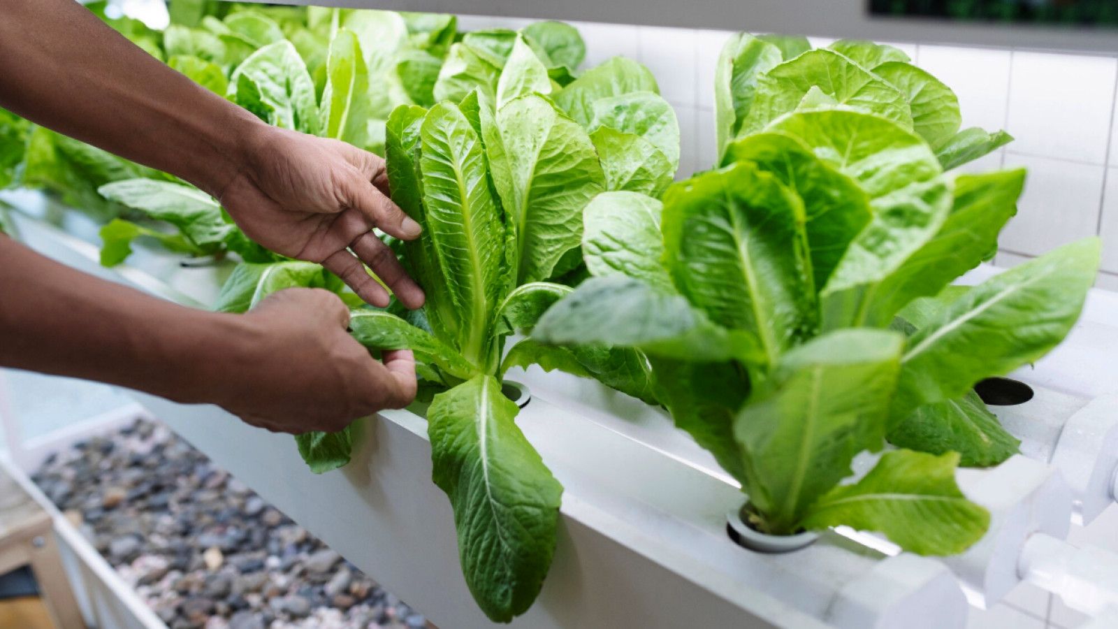 Urban Farming: Solusi Cerdas Menuju Ketahanan Pangan Perkotaan