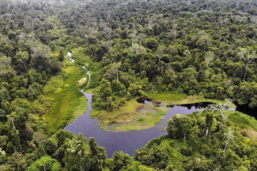 Alasan Pakar UGM Sebut Restorasi Hutan dan Tambang Perlu Libatkan Spesies Asli dan Penanaman Pengayaan