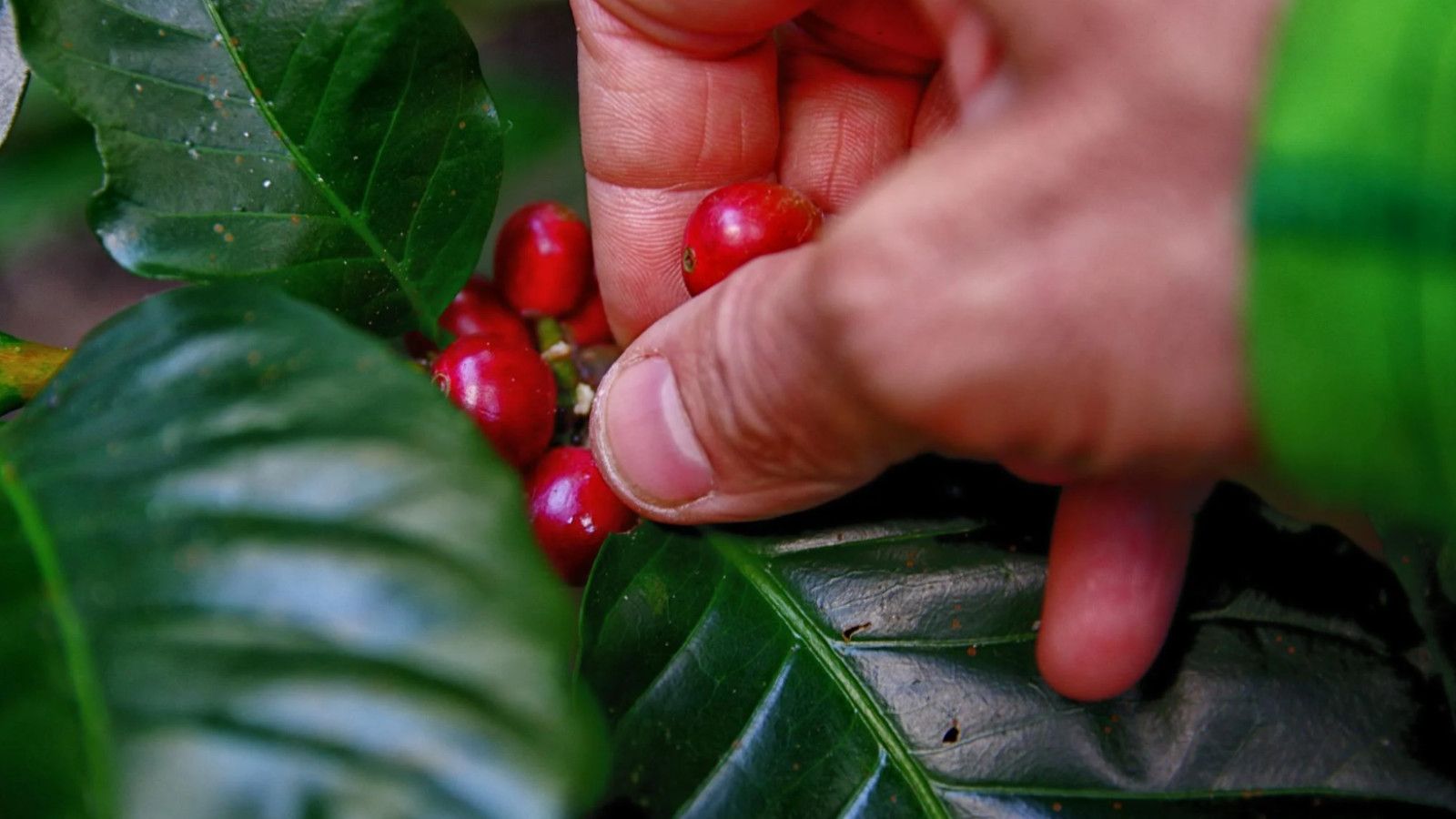 Sejarah dan Perkembangan Kopi: Dari Ethiopia ke Seluruh Dunia