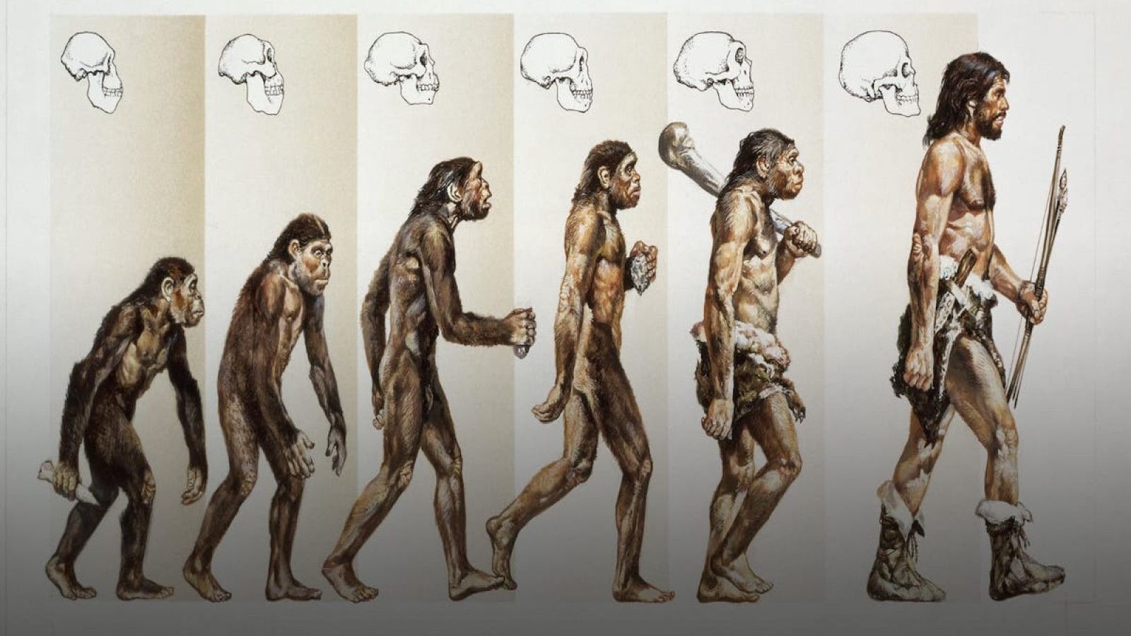 Evolusi Manusia: Dari Masa Lalu ke Masa Depan